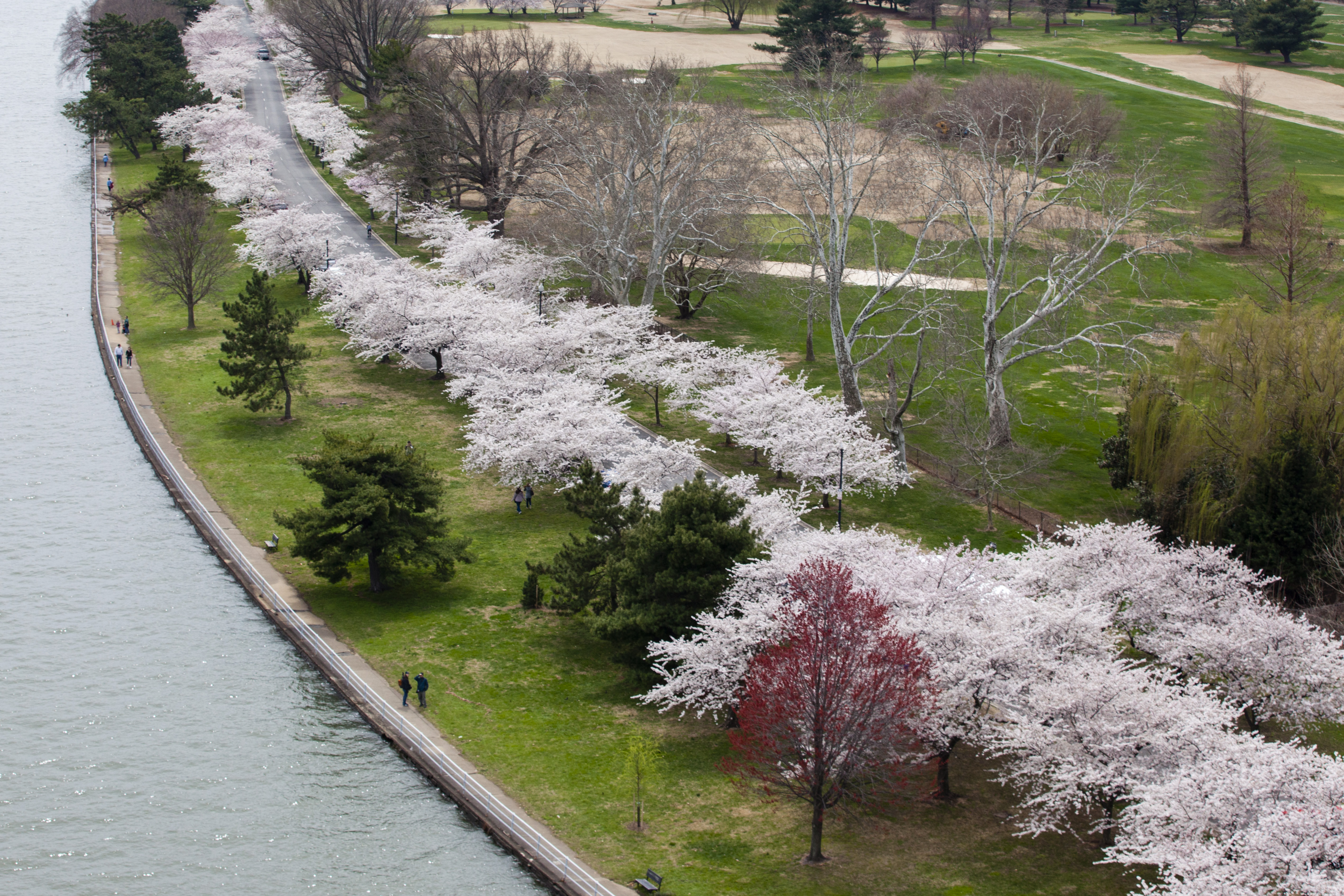 Cherry blossoms lining the road at East Potomac Park